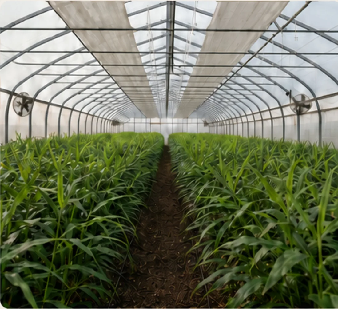 Culture de gingembre dans la serre du Rhizome d'Or