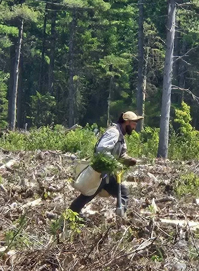 Travail de plantation en milieu forestier